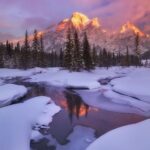 arboles, nieve, bosque nevado