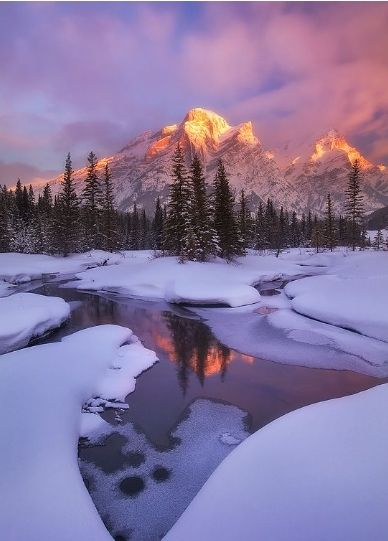 arboles, nieve, bosque nevado